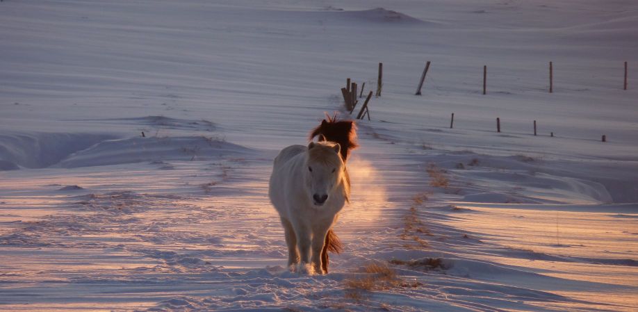 Iceland ProTravel