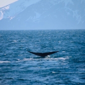 Whale-Watching.jpg