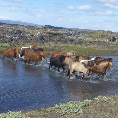 Riding Icelandic Horses© Islandshestar
