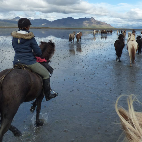 Riding Icelandic Horses© Islandshestar