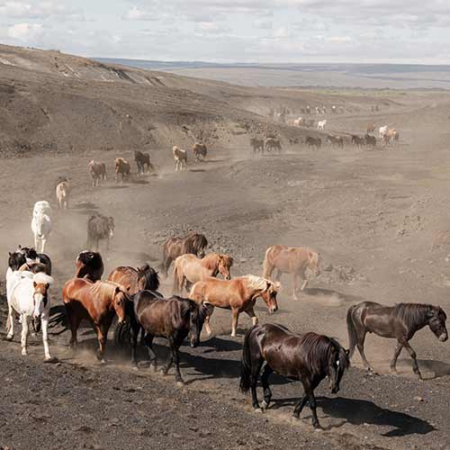 Riding Icelandic Horses© Islandshestar
