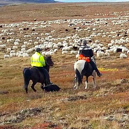 Sheep Round Up ©Islandshestar