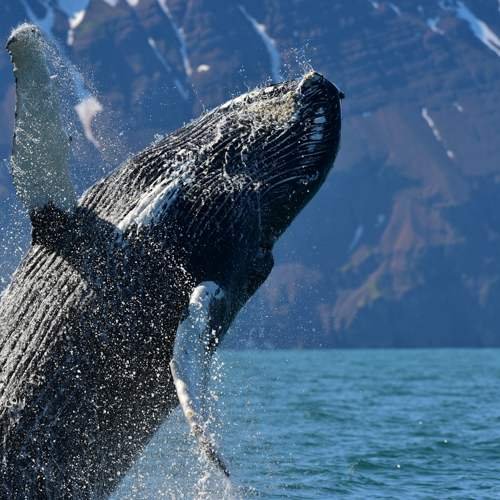 humpback whale