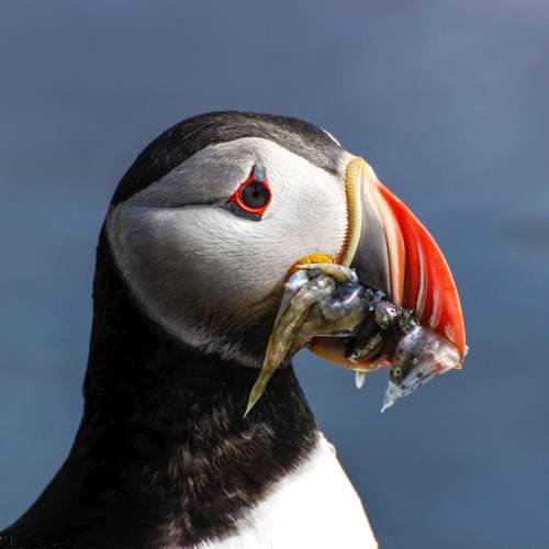puffin © Hermann Gudmundsson