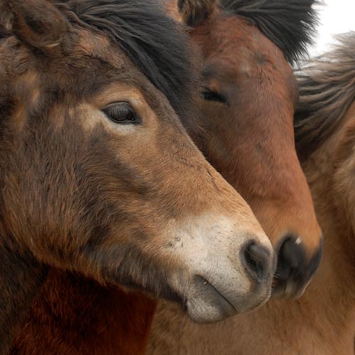 Icelandic horses