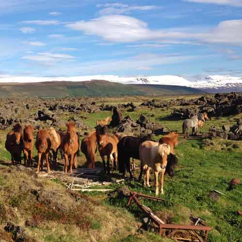 Icelandic horses