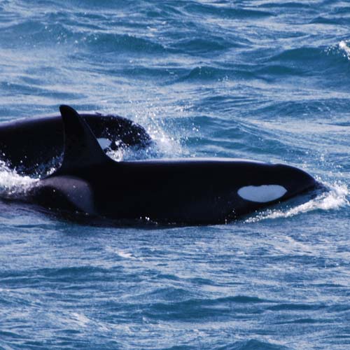 Orca whales