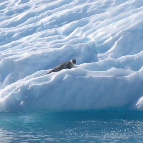 Snowy seal scene with the sea in the foreground © Greenland.com
