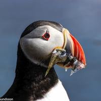 Puffin with fish in his beak