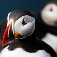 Puffins