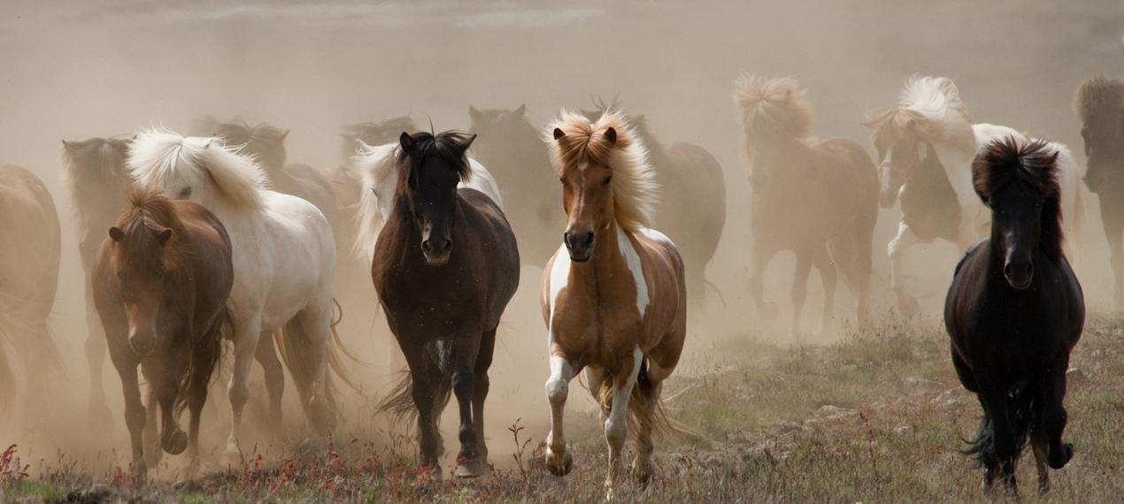 Iceland ProTravel picture