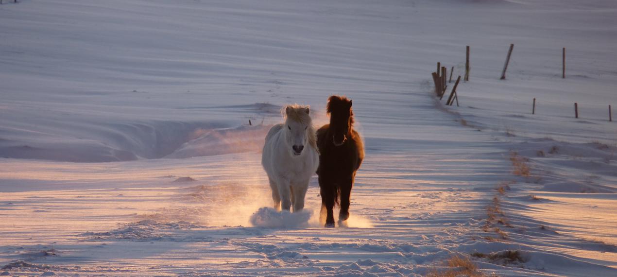 Iceland ProTravel picture