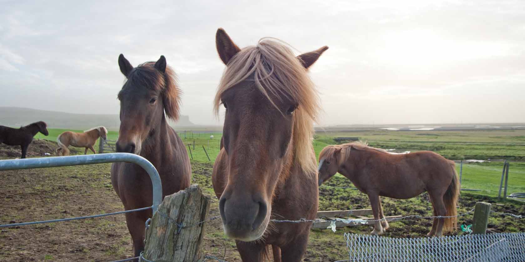 Iceland ProTravel