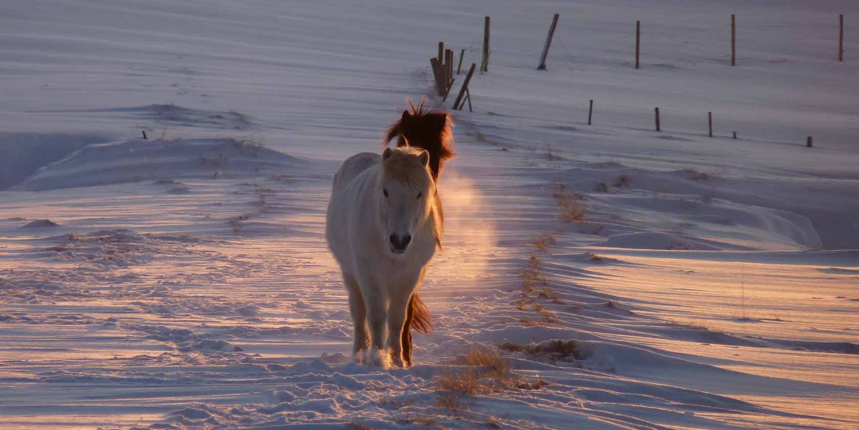 Iceland ProTravel