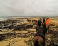 on the icelandic horse